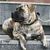 Kutya, emlős, gerinces, Canidae, kutyafajta, ragadozó, szájkosár, pórázon lévő foltos boerboel fekszik a kőlépcsőn.