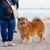 piros Elo kutya pórázon sétál a gazdival a strandon, kutya alkalmas családok és kezdők számára