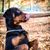 Hund,Fleischfresser,Hunderasse,Baum,Halsband,Rehkitz,Begleithund,Arbeitstier,Pflanze,Farben und Schattierungen,