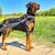 Hund,Pflanze,Himmel,Fleischfresser,Halsband,Hunderasse,Baum,Arbeitstier,Kitz,Hundehalsband,