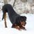 Hund,Schnee,Hunderasse,Fleischfresser,Flüssigkeit,Begleithund,Sportliche Gruppe,Landtier,Gefrieren,Arbeitshund,