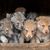 Saarloos Wolfhound kölykök
