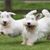 Sealyham terrier fut egy zöld réten, a füleket átrepíti a szél, a kutya a levegőben van egy ugrással, városi kutya, kis kezdő kutya fehér, hullámos szőrzetű, háromszög alakú fülekkel, kutya sok szőrrel a pofán, családi kutya, kutyafajta Walesből, kutyafajta Angliából, brit kutyafajta, brit kutyafajta