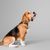 kutya, emlős, gerinces, kutyafajta, canidae, beagle terrier, ragadozó, beagle, ülve felfelé néző beagle szürke háttér előtt