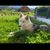 Pflanze,Hund,Fleischfresser,Hunderasse,Begleithund,Gras,Baum,Wolf,Spitz,Grasland,