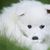 Kutya, emlős, gerinces, kutyafajta, Canidae, szamojéd kölyökkutya, japán spitzre hasonlító kutya, Volpino italiano, amerikai eszkimó kutyához hasonló fajta, húsevő, kis fehér kölyökkutya, hosszú fehér szőrű kutya