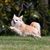Kutya, emlős, gerinces, Canidae, kutyafajta, húsevő, társas kutya, német spitzhez hasonló fajta, kis golden retrieverre hasonlító kutya, hosszúszőrű chihuahua szőke, hosszúszőrű chihuahua szőke