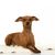 Kutya, gerinces, Canidae, kutyafajta, emlős, kis törpe pinscher billenő fülekkel, kis barna kutya 5kg alatt