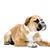 kutya, emlős, gerinces, kutyafajta, canidae, bulldog, ragadozó, világosbarna kontinentális bulldog fekszik fehér háttérrel szemben