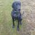 Hund,Hunderasse,Fleischfresser,Pflanze,Arbeitstier,Jagdhund,Gras,Begleithund,Schwanz,Canidae,