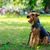 Welsh Terrier a réten, közepes méretű kutyafajta Walesből, fürtös kutyafajta, kis vadászkutya, kis vadászkutya