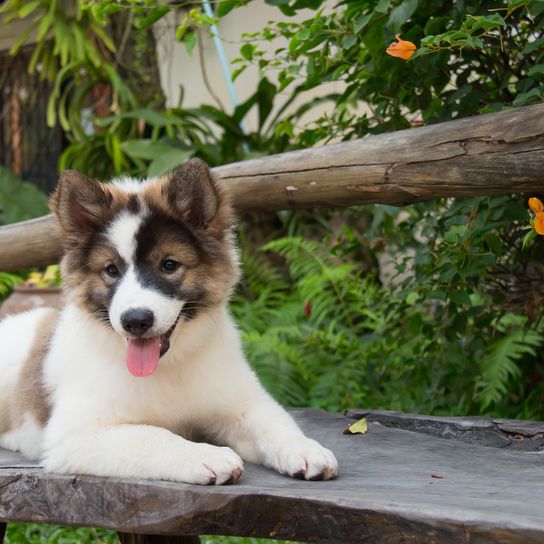 Niedliche thailändische Bangkaew Hundewelpen