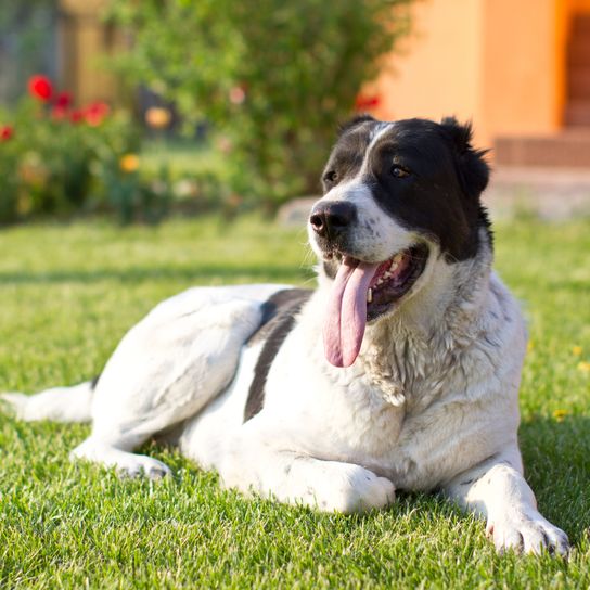 Zentralasiatischer Hirtenhund ist auf dem Rasen