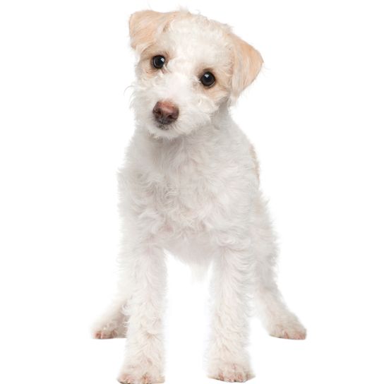 Welpe Mischlingshund zwischen Malteser und Jack Russel (5 Monate) vor einem weißen Hintergrund