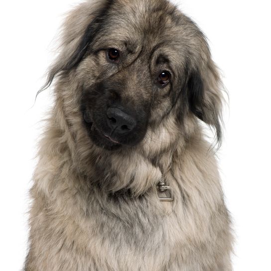 Sarplaninac oder Jugoslawischer Schäferhund oder Sharplaninec oder Illyrischer Schäferhund (3 Jahre alt)
