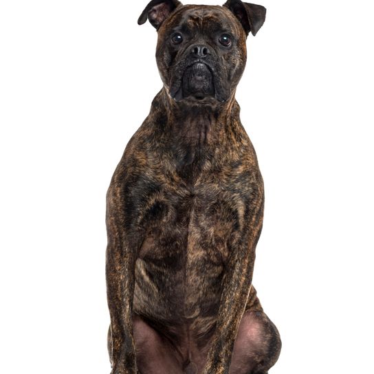 Mischlingshund isoliert auf weiß Mischlingshund zwischen einem Boxer und einer Bulldogge, der in die Kamera schaut und sitzt, isoliert auf Weiß