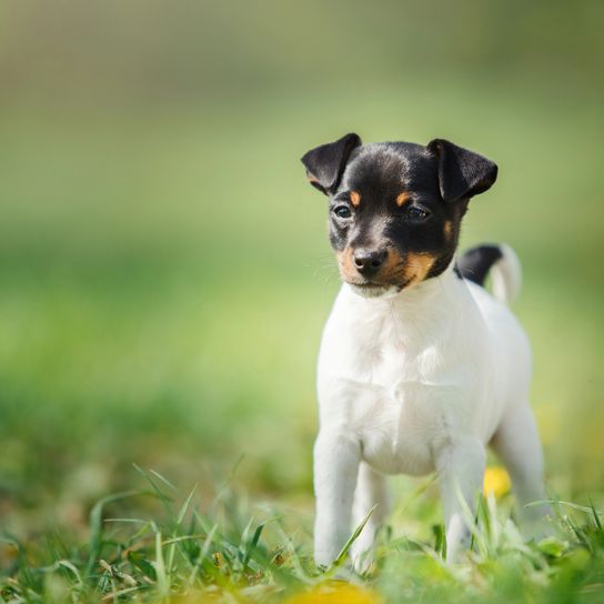 Hunde Rasse Toy Foxterrier Welpe Kleiner Welpe der Rasse Toy Foxterrier im Sommer im Park auf dem grünen Gras