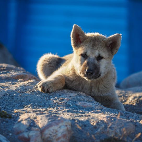 Grönländischer Hundewelpe, Ilulissat, Grönland