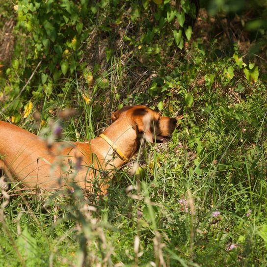 Serbischer Bluthund auf der Jagd im Wald