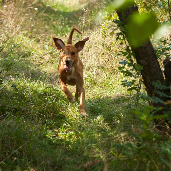 Serbischer Bluthund auf der Jagd im Wald