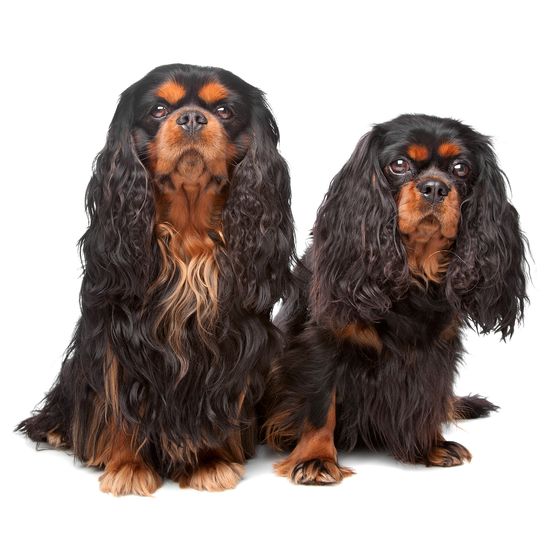 King Charles Spaniel, auch bekannt als English Toy Spaniel