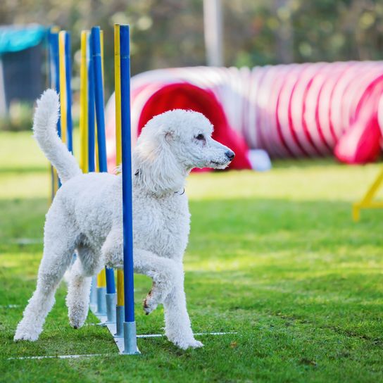 Königspudel bei einem Agility-Parcours Königspudel läuft einen Slalom bei einem Agility-Parcours
