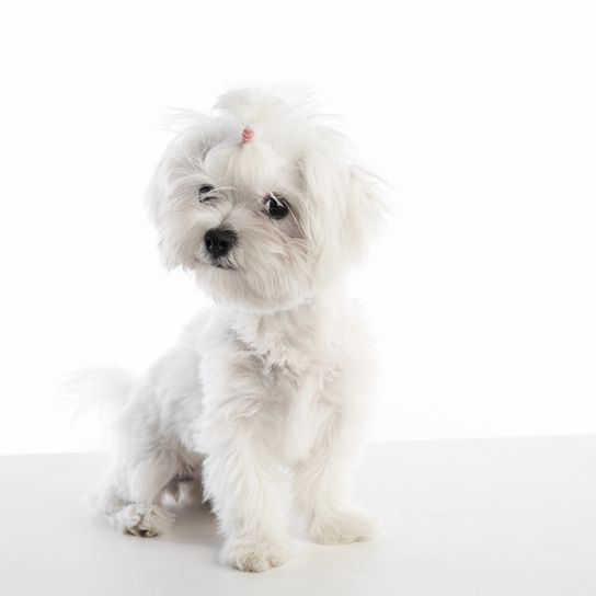 Maltichon Welpe Bichon Malteser auf weiß Maltichon Welpe auch Bichon Malteser Hündchen auf weißem Hintergrund