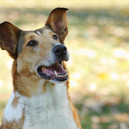 Smooth Collie Hund in herbstlicher Landschaft