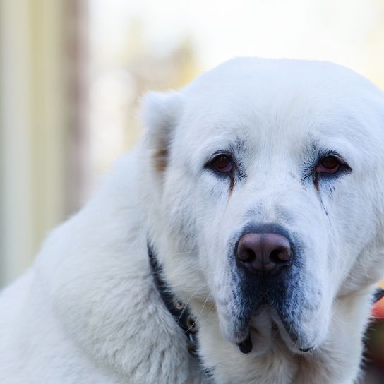 Der Zentralasiatische Hirtenhund in Nahaufnahme