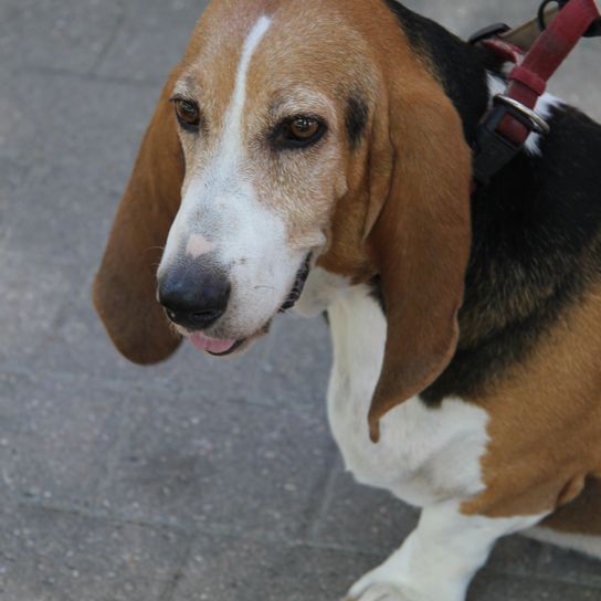 Norman Artesian Basset im Alter von sechs Jahren