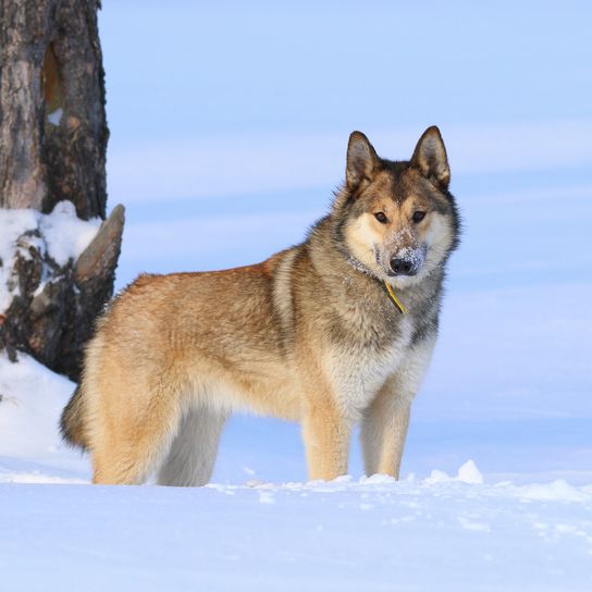 Die Westsibirische Laika. Hundewinter im Wald Westsibirische Laika im Winter im Wald auf der Jamal-Halbinsel
