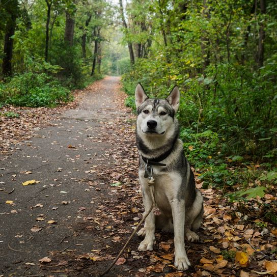 Nahaufnahme eines ostsibirischen Laikas beim Spaziergang im Park