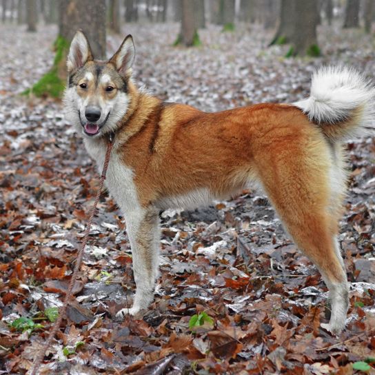 Weiblicher Junghund der Rasse Westsibirische Laika Weiblicher Junghund der Rasse Westsibirische Laika im Wald oder Park im frühen Winter