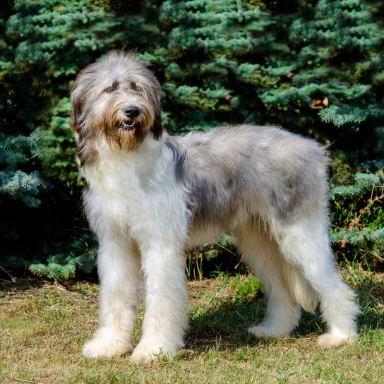 Rumänischer Hirtenhund mit vollem Gesicht. Rumänischer Mioritischer Hirtenhund liegt auf dem Gras.