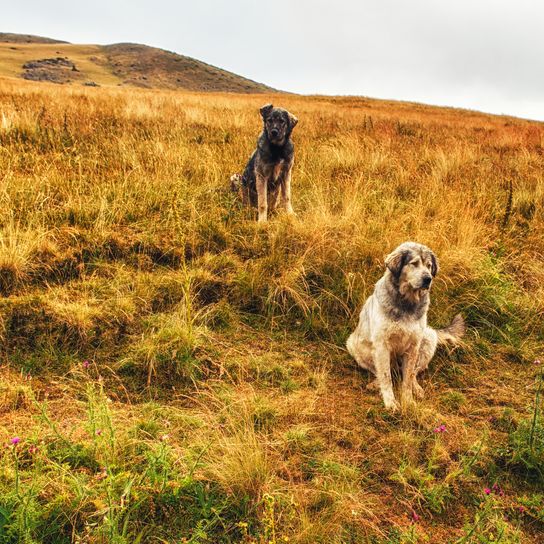 Hund Sarplaninac , jugoslawischer Schäferhund , charplaninatz zwei Erwachsene sitzen auf einer Wiese