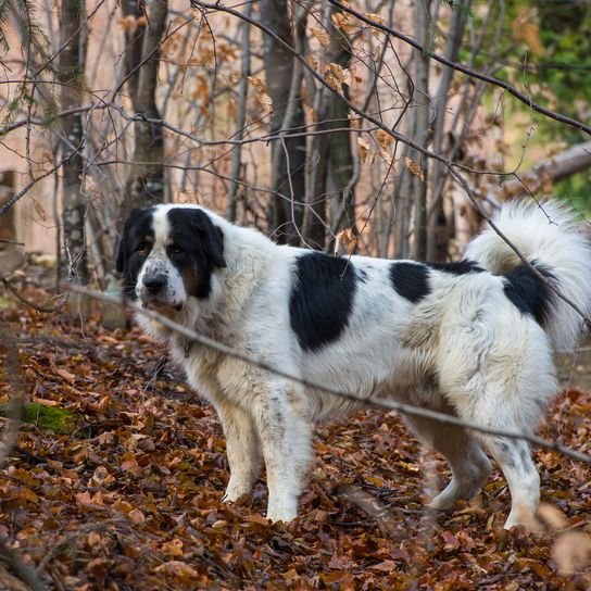 Porträt eines mioritischen rumänischen Hirtenhundes, der den Hof bewacht
