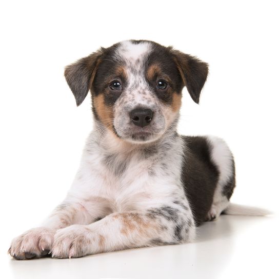 Niedlicher australischer Schäferhund australischer Rinderhund-Mix Welpe liegt unten und schaut in die Kamera auf einem weißen Hintergrund