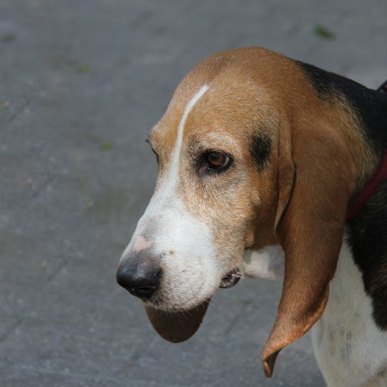 Norman Artesian Basset im Alter von sechs Jahren