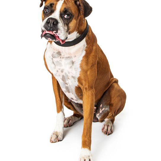 Erwachsener Boxer- und Bulldoggen-Mischlingshund, der auf einer weißen Fläche sitzt und in die Kamera schaut Erwachsener Boxer- und Bulldoggen-Mischlingshund, der auf einer weißen Fläche sitzt und in die Kamera schaut