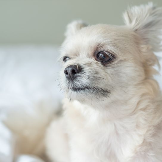 Hund so niedlich gemischte Rasse mit Shih-Tzu, Pomeranian und Pudel sitzen oder schlafen liegt auf dem Bett mit weißen Schleier und Blick auf etwas mit Interesse auf dem Bett im Schlafzimmer zu Hause oder Hotel