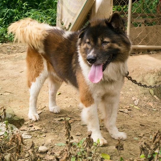 Thailändischer Hund Bangkaew im Haus eingesperrt