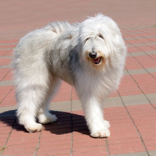 Der Südrussische Schäferhund ist im Park.