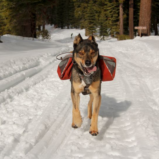 Rotweiller-Husky-Mischling mit Rucksack spielt draußen im Schnee