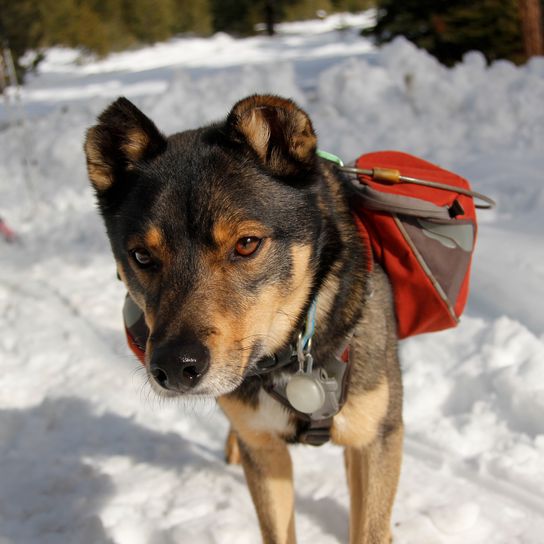 Rotweiller-Husky-Mischling mit Rucksack spielt draußen im Schnee