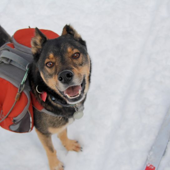 Rotweiller-Husky-Mischling mit Rucksack spielt draußen im Schnee