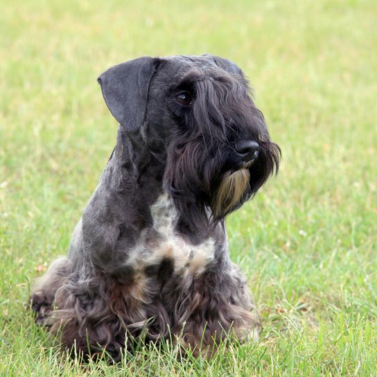 Tschechischer Terrier auf der Wiese