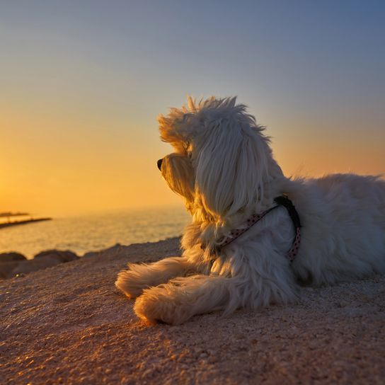 Maltichon Hund schaut entspannt in den Sonnenuntergang am Strand Maltichon Hund schaut entspannt in den Sonnenuntergang am Strand