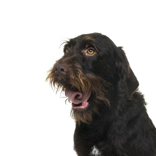 Porträt des Kopfes eines weiblichen Cesky Fousek Hundes, der von vorne gesehen wegschaut, isoliert auf weißem Hintergrund