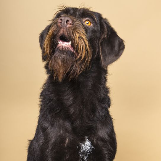 Sitzender weiblicher Cesky Fousek Hund, der von vorne gesehen nach oben schaut, isoliert auf beigem Hintergrund