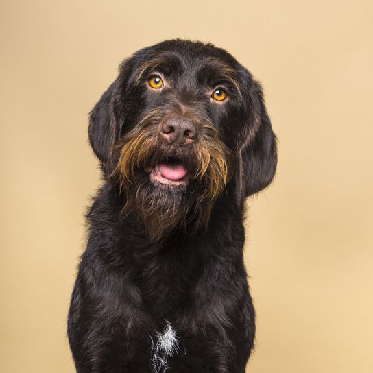 Sitzender weiblicher Cesky Fousek Hund, der von vorne gesehen in die Kamera schaut, isoliert auf beigem Hintergrund